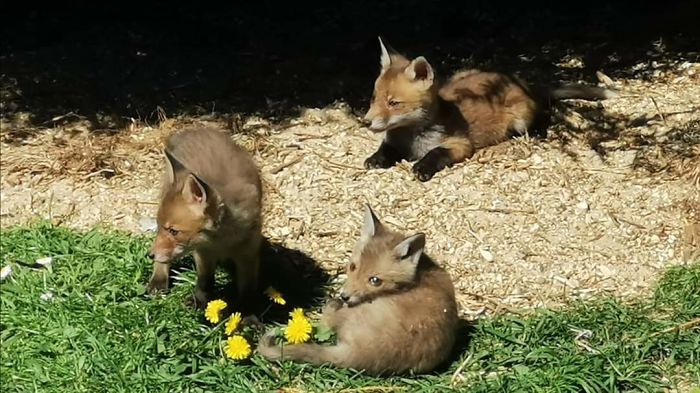 Another Image Of The Foxes In My Friends Garden