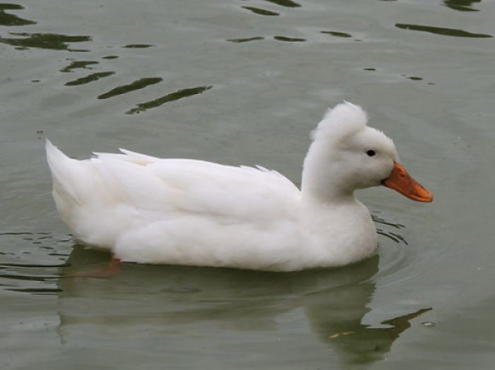 Crested Duck