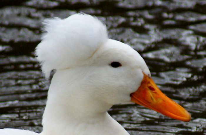 Crested Duck