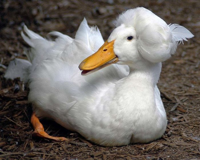 Crested Duck