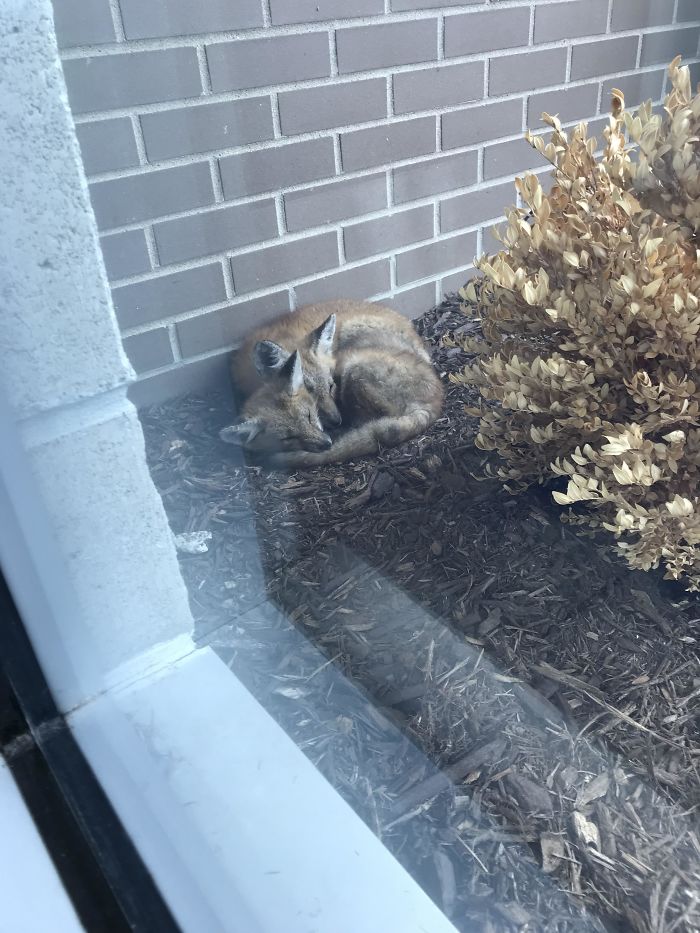 Baby Foxes Keeping Warm And Dry On A Cold And Rainy Day In Michigan