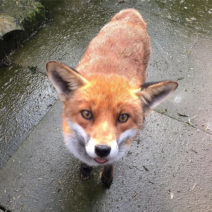 McDonald The Tame Fox Who Resides At My Local Wildlife Rescue. I Had The Pleasure Of Meeting Him Yesterday