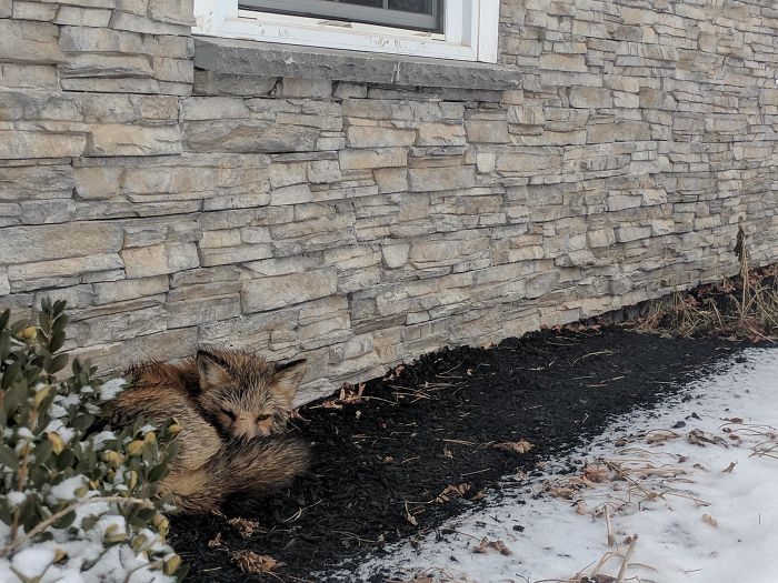 A Young Fox Found Napping By My House This Morning