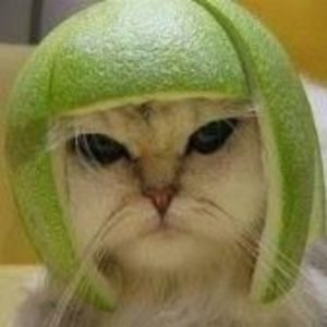 ferret_corner avatar