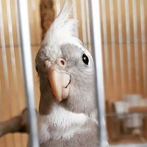 featheredgryphon avatar