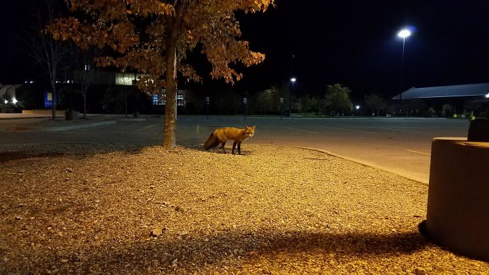 This Fox I Encountered On My School's Campus While Going For A Walk Last Night