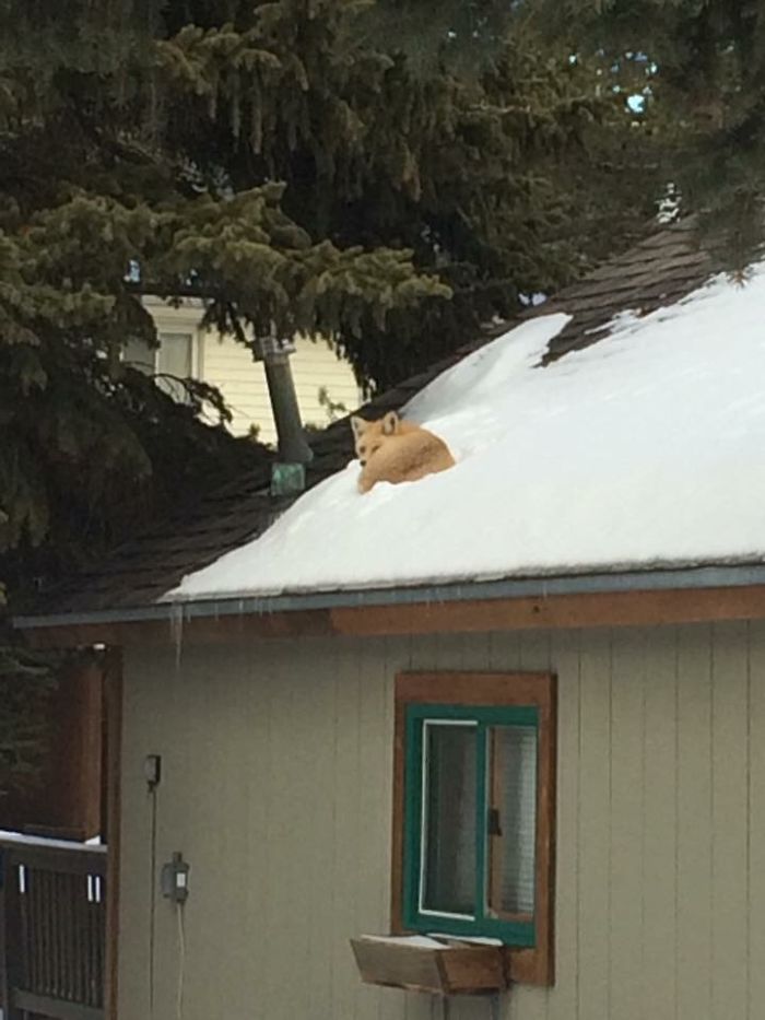 This Fox Chilling On My Roof
