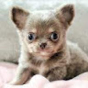 violetstevens avatar