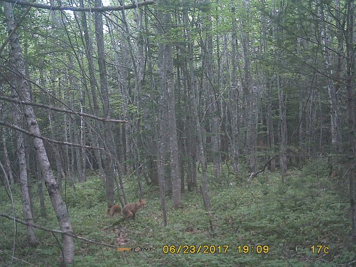 3 Days Ago My Trail Camera Got A Picture Of A Fox Exactly When It Was About To Do It's Business