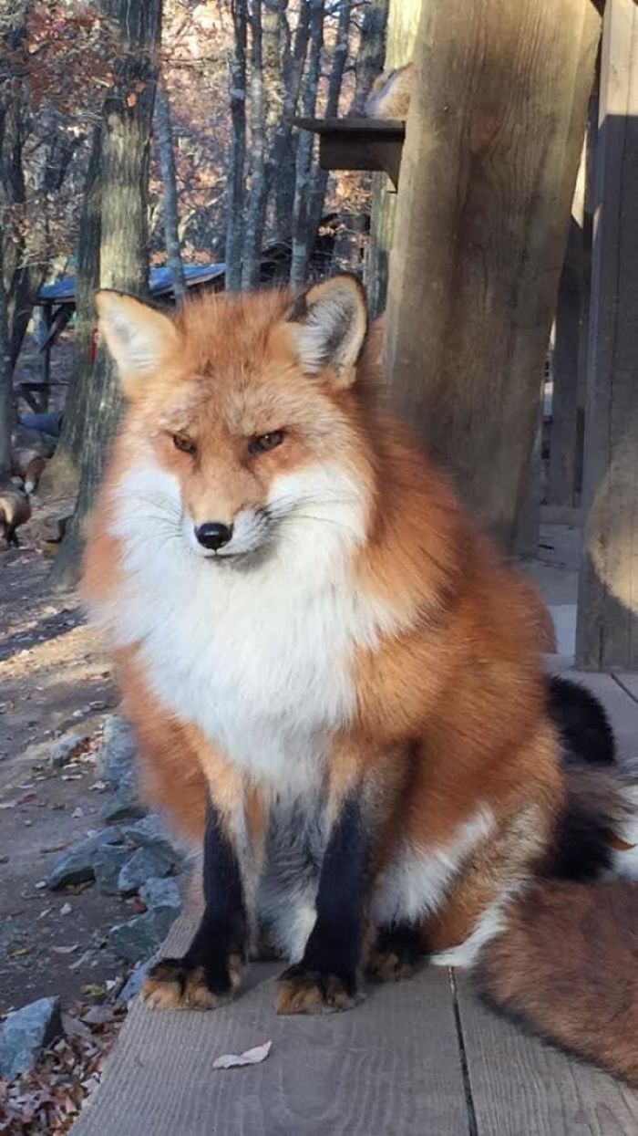 I Captured This Beautiful "Warrior" Fox At Zao Fox Village In Japan
