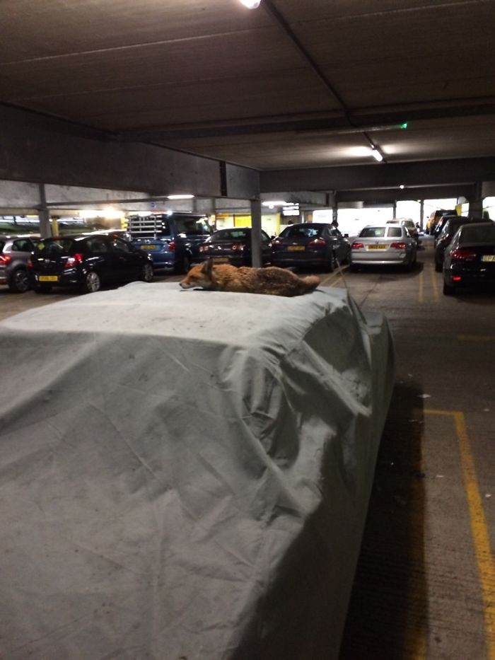 Saw An Urban Fox Taking A Break In A Car Park Near Notting Hill