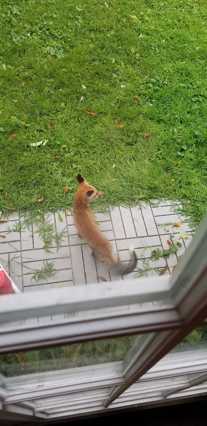 Fox Came And Sat On My Patio