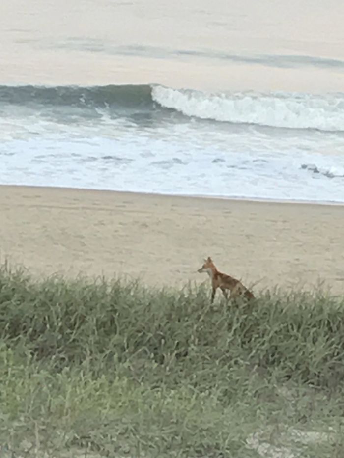 I've Been Going To The Beach In Maryland For Years. I Never Knew There Were Foxes In The Dunes