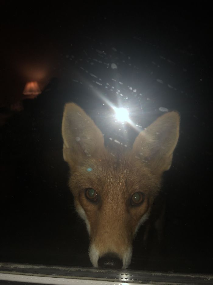 Fox Looking Into My Lounge