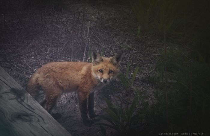This Baby Fox We Found At The Beach