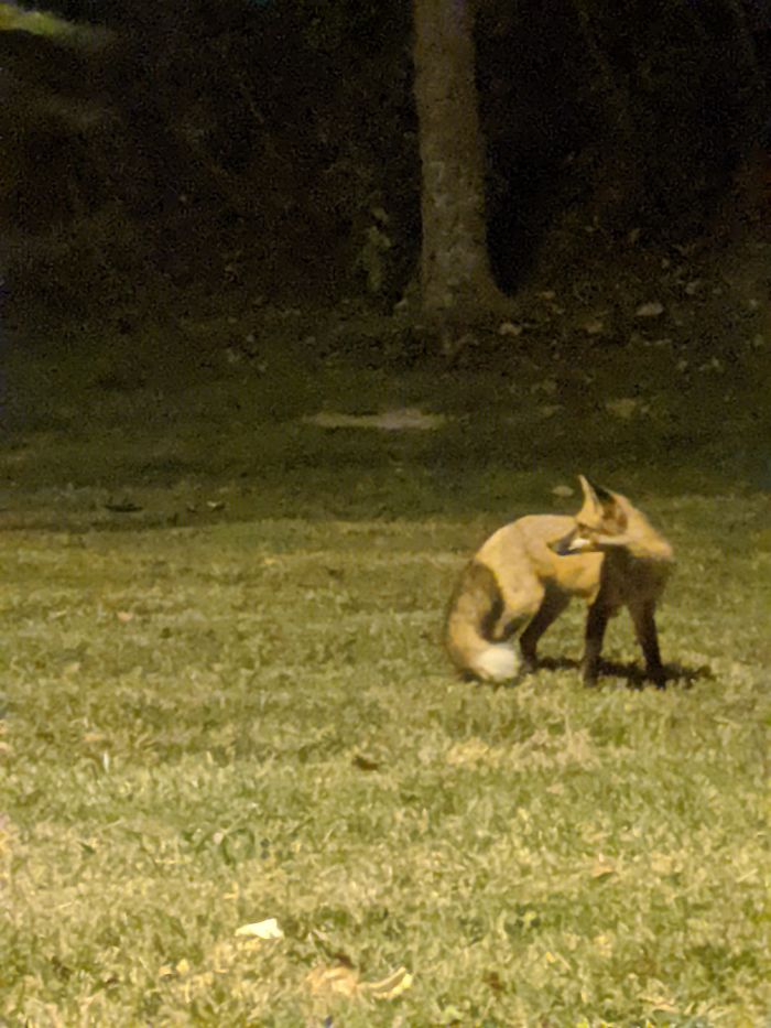 I Took A Picture Of A Fox Outside Of My Apartment Building