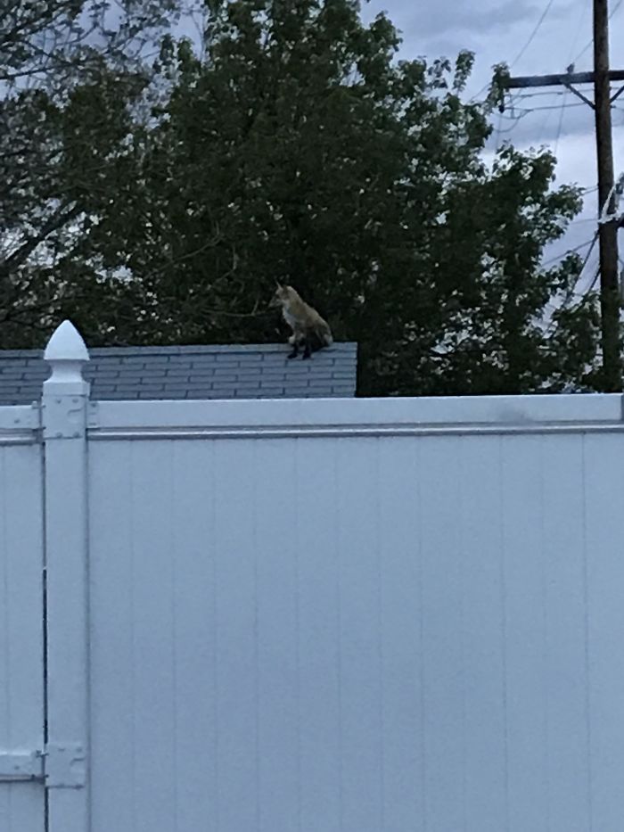 Just A Picture Of A Fox Chilling On A Garage In The City Of Denver