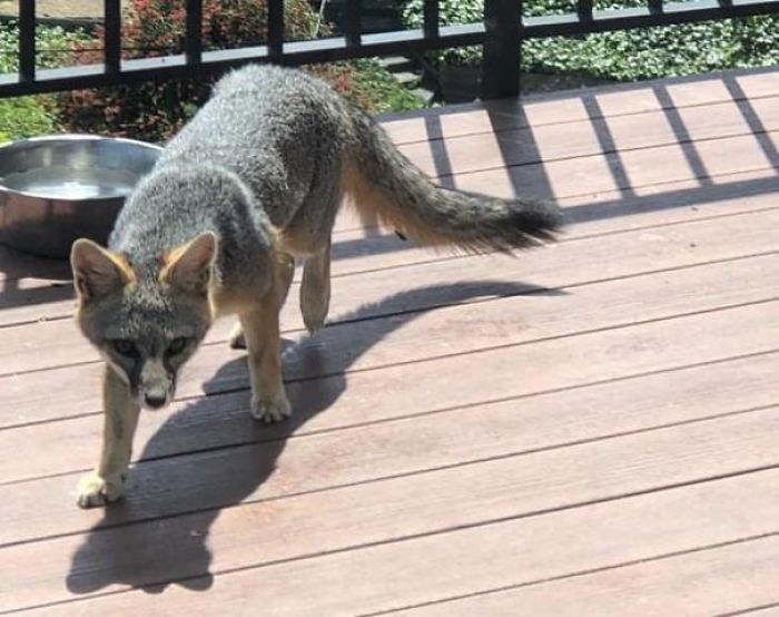 First Time I’ve Seen A Fox In My Neighborhood Long Enough To Get A Photo