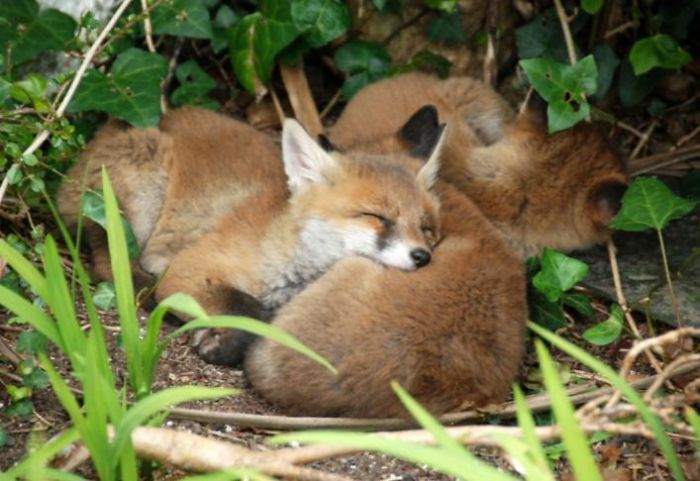 Sleepy Fox Cubs