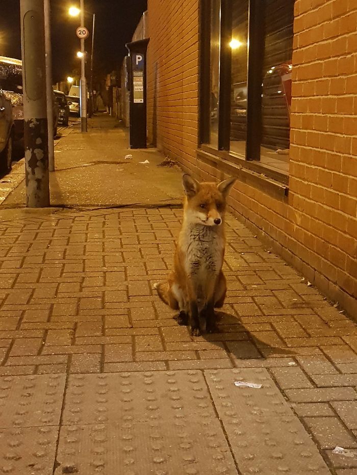 This Proud Chap In Tooting, London