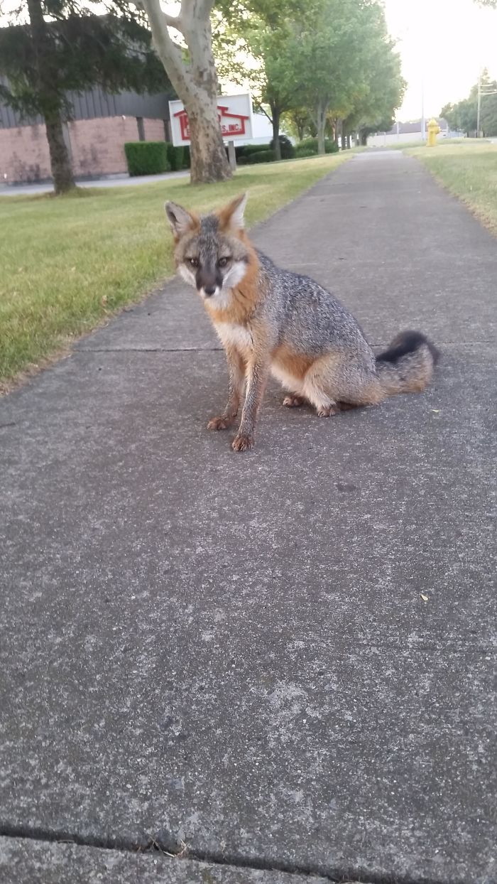 This Girl Came Right Up To Me While I Was Out For A Walk The Other Day
