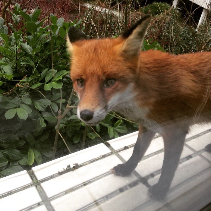 This Fox Came Up To The Window At My Work