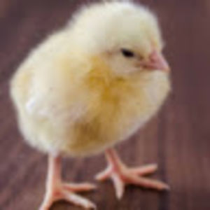 madysenbergeron avatar