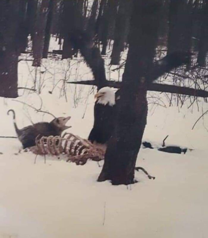 Here’s A Possum Yelling At A Bald Eagle