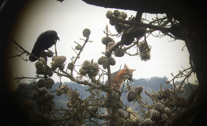 The Gray Fox Hasn't Been Seen In SF's Presidio Since 2004. Park Biologist Caught A Picture Of One This Weekend, Hiding In A Tree From A Coyote Prowling Below