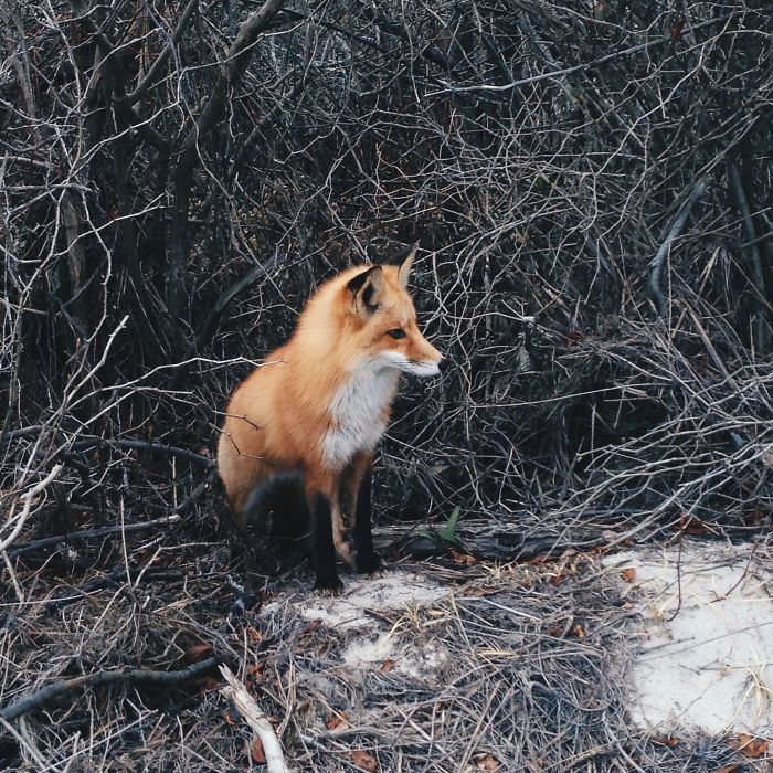 This Little Guy Walked Right Up And Posed For Me
