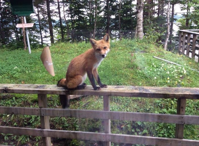 Every Morning Grandma Has A Visitor