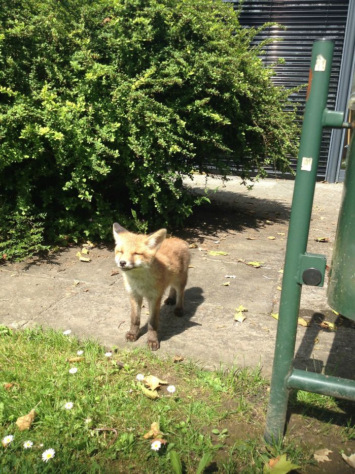 Baby Fox Dazzled By The Sun In My School's Park