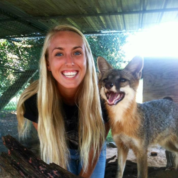 I Got To Meet A Fox This Weekend! This Is Miko The Grey Fox