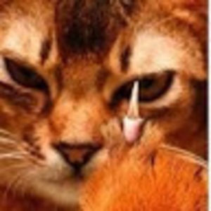 catscratchfever_1 avatar