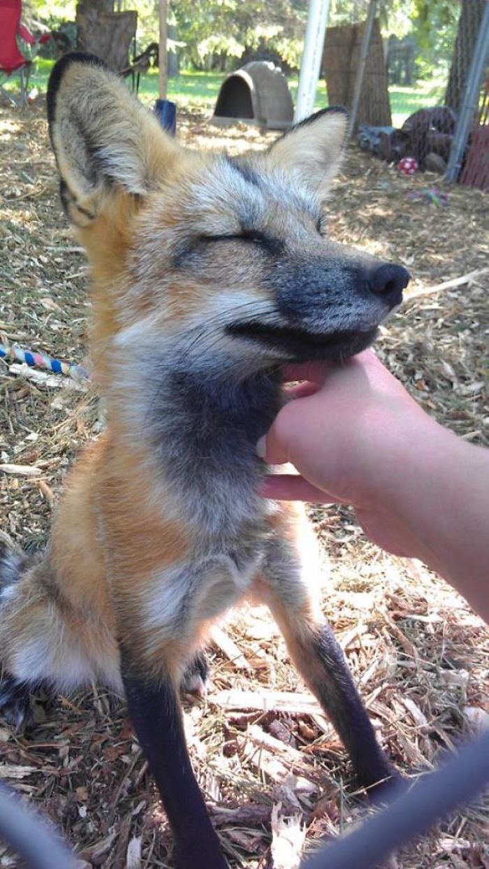 Meet My Fox Piper, Such A Happy Little Guy