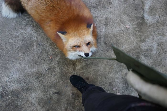 This Little Guy Snuck Up And Let Me Know He Was There While I Was Taking Pictures Of Other Foxes