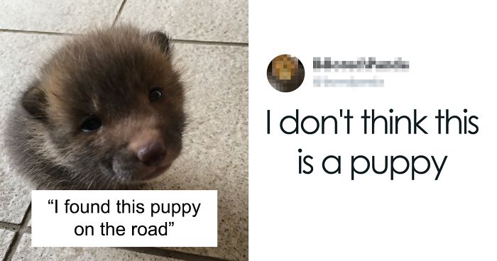 Japanese Man Goes To Social Media To Search For The Owners Of The “Puppy” He Found, Finds Out It’s Not A Puppy After All