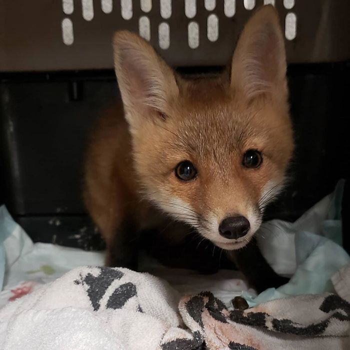Local Vet Patched Up A Baby Fox With An Injured Leg
