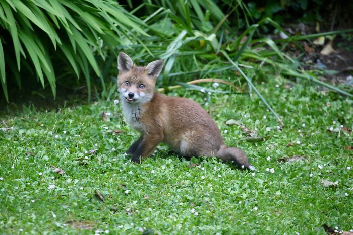 Derpy Little Fox Puppy, Caught Behind My House
