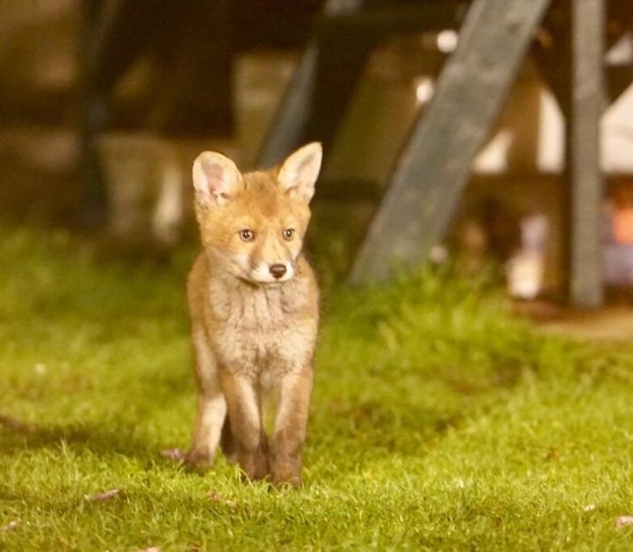 Red Fox Cub (One Of A Litter Of Four) In A West London Back Garden