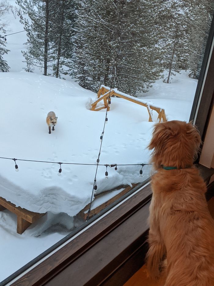 Stare Down. This Fox Likes To Walk Around The House. He's Come Within 10 Ft Of Us Plenty Of Times. And No, We Don't Feed Him