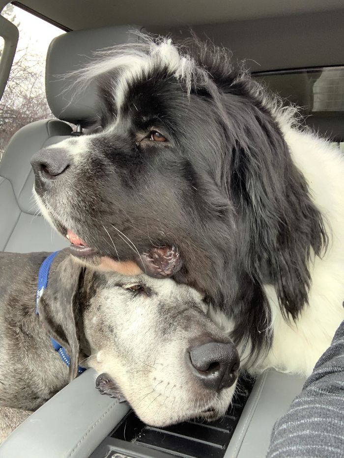 And In The Continuing Saga Of “Younger Siblings Are The Absolute Worst”