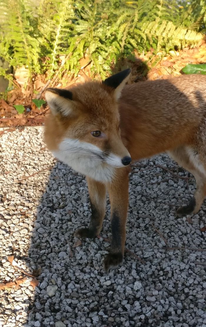 Curious Urban Fox Saying Hello In Broad Daylight