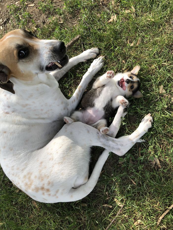 Piper Is Very Happy To Have Her New Big Sister. Penny Is Unsure