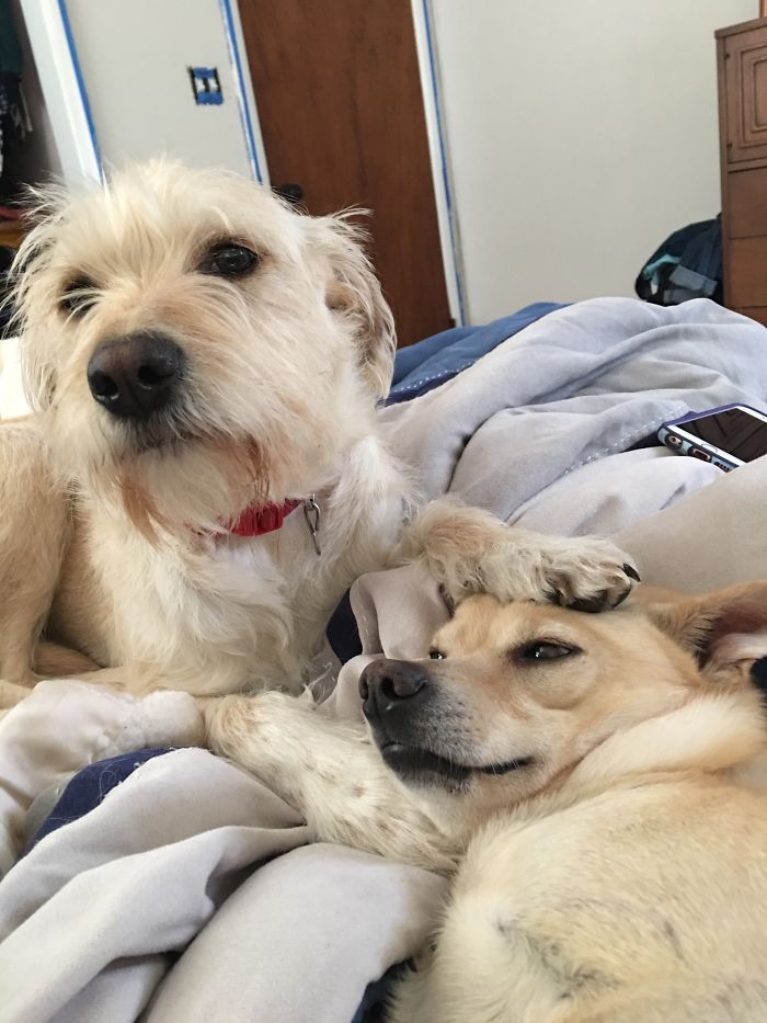 Older Brother/Younger Brother Relationship In A Nutshell