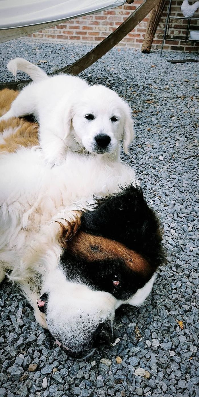 He Likes To Play With His Big Brother. Big Brother - Not So Much