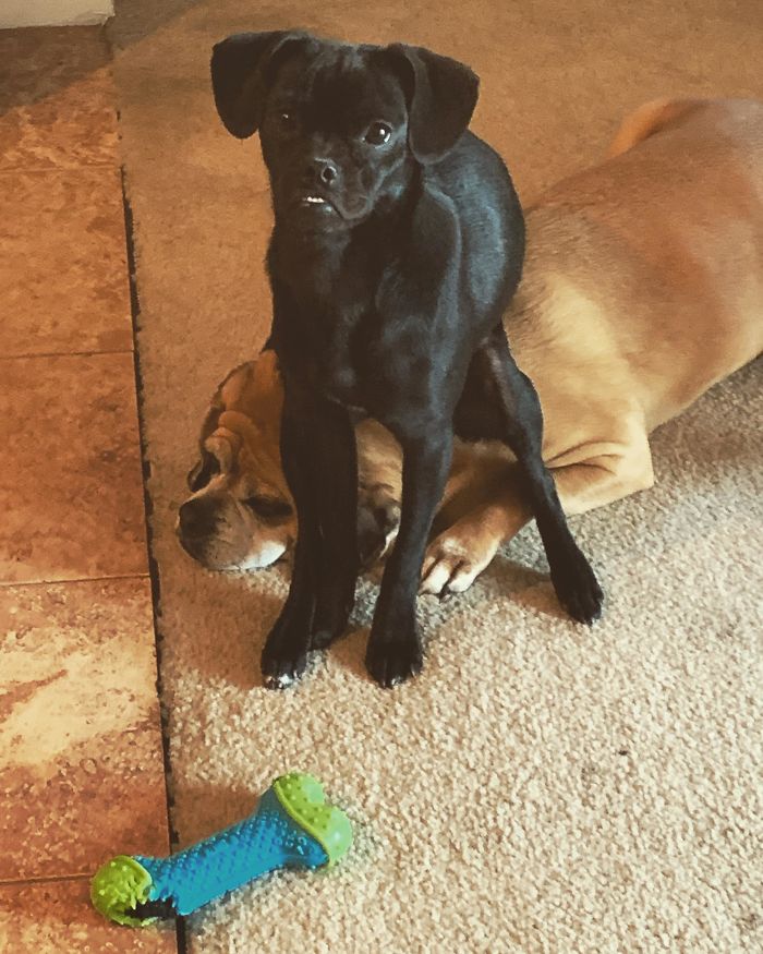 This Is A Comfy Seat On Big Brother’s Head