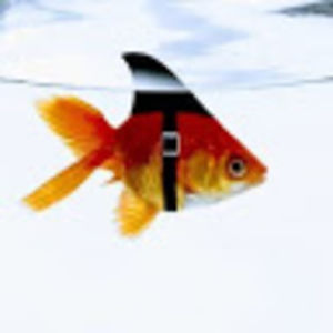 lauriemcintyre avatar