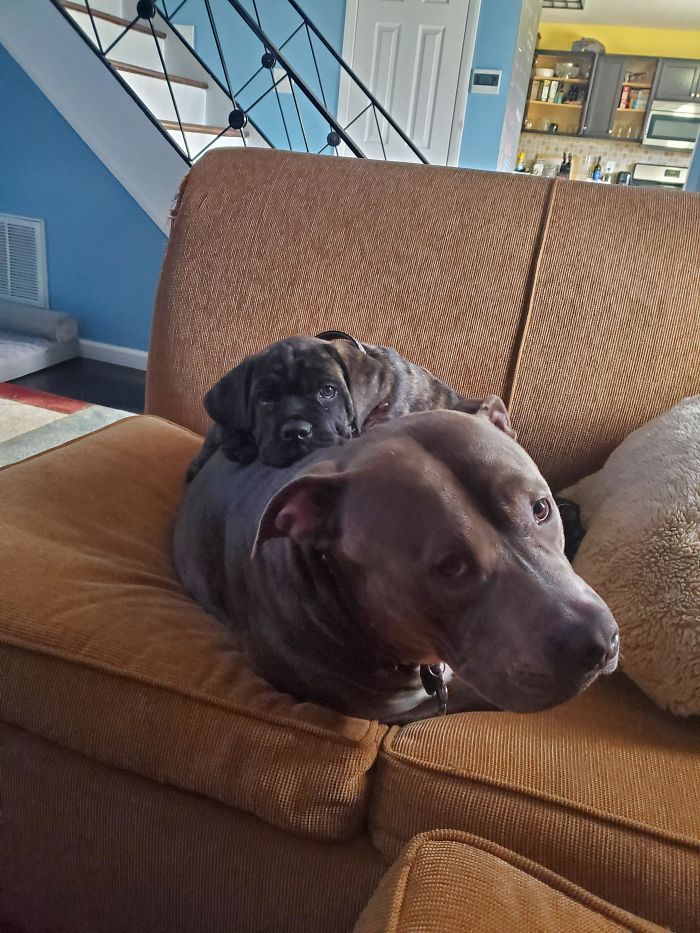 Reggie Is The Perfect Big Brother, But A Bit Tired. Helping Me Take Care Of A Puppy Is Exhausting Work