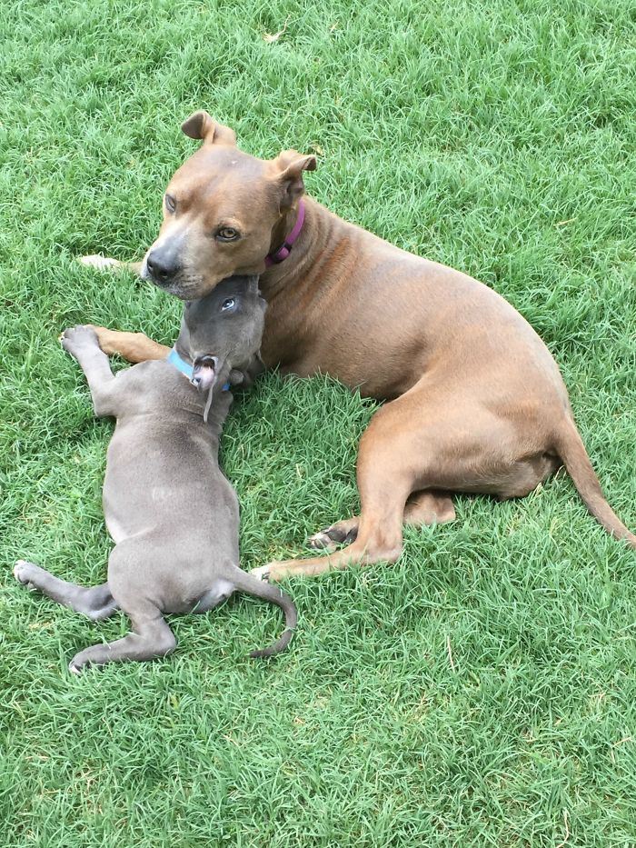 Here's Little Gordie With His Big Sister, Darla, Who Is Very Clearly Over It. She's Been So Great About Not Being Rough With Him, Even When She's Annoyed